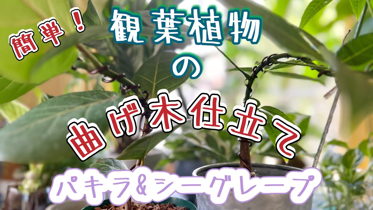 変わった仕立てのパキラの紹介 - YouTube