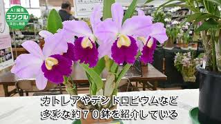 70 orchids, including rare species, at exhibition by a group of