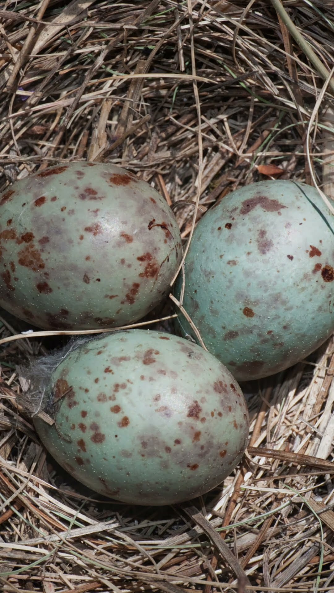 Mistle Thrush Species Guide: Things you need to know - YouTube