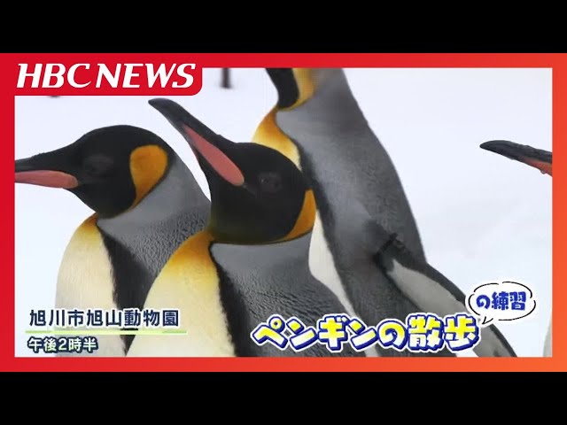 Asahiyama Zoo's winter specialty 