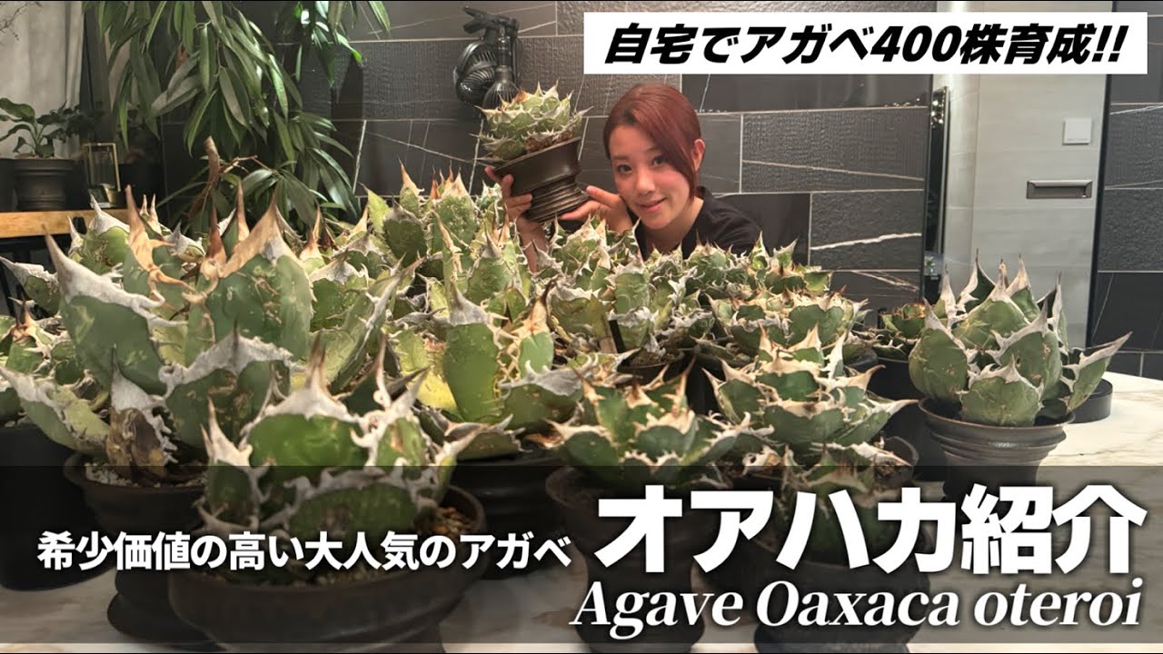 アガベ】今が旬のオアハカの世界‼︎育成法と自宅にお迎えした大量の
