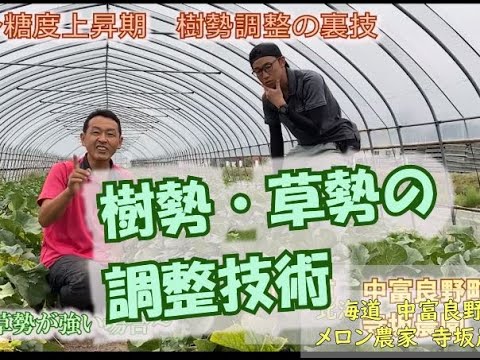 メロン栽培後半、糖度上昇期に入って樹勢・草勢が強い時の対処方法