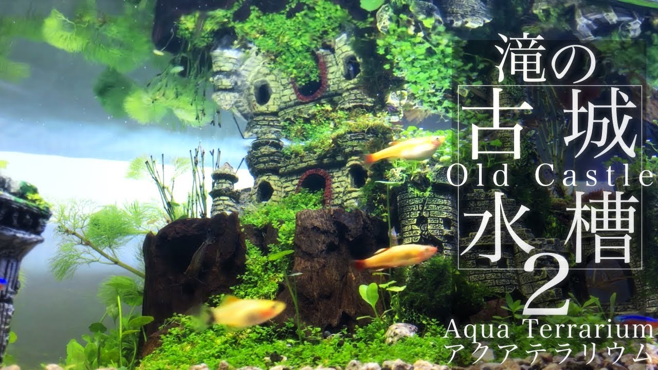 アクアテラリウム滝の古城水槽2 Aquaterrarium Old Castle Making