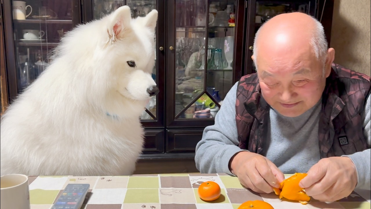 Japanese Samoyed begging for Grandpa's oranges. - YouTube
