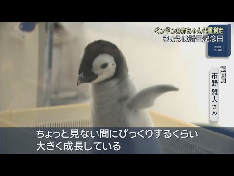 ちょっと見ない間にびっくりするくらい大きく」エンペラーペンギンの
