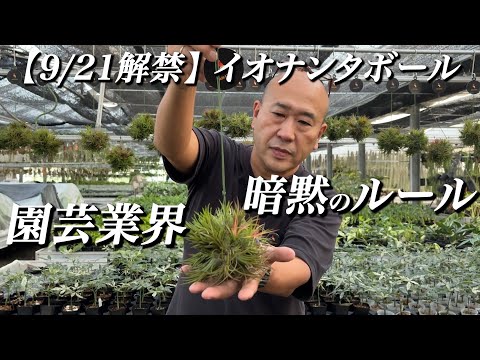 EP#009 [Released September 21st] Deep Dive into Ionantha Balls