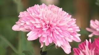 丹精込めて育てた花を披露「菊花展」約400点が優雅に咲き誇る 大分