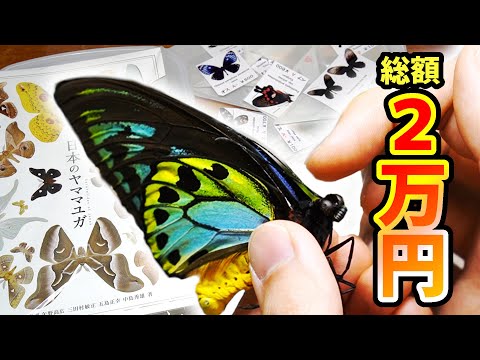 2万円】昆虫標本の即売会で珍しい昆虫標本を購入してきました