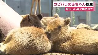 Baby capybara born in Higashiizu, Shizuoka, shows off adorable