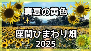 Zama] Midsummer Yellow 🌻 Zama Sunflower Fields 🌻✨ 2025 - YouTube