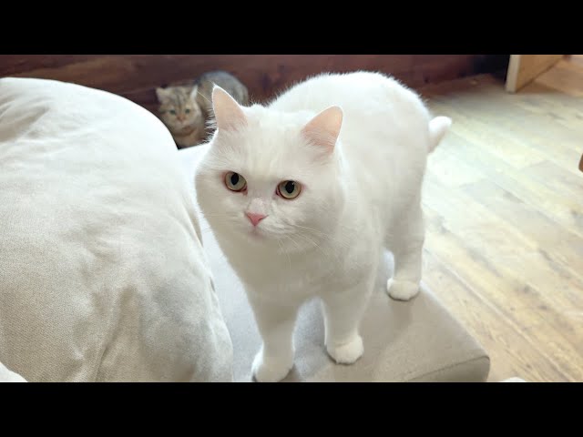 My Cat Freaked Out Thinking I Was Gone… - YouTube