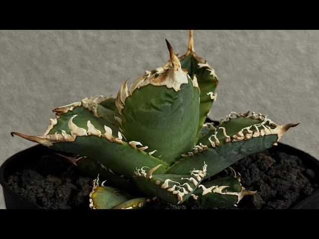 20260214 アガベ・チタノタ 白幽霊（芽）-006｜agave titanota white