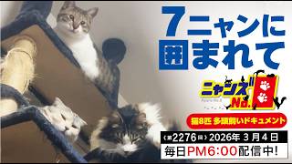 No. 2276》Surrounded by 7 cats - YouTube