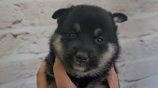 柴犬 ♀A 260204生 260305撮影 - YouTube