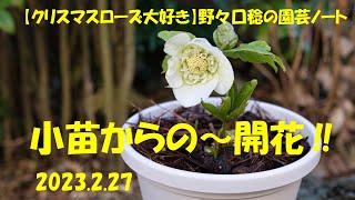 2023.2.27 小苗からの～開花‼ - YouTube