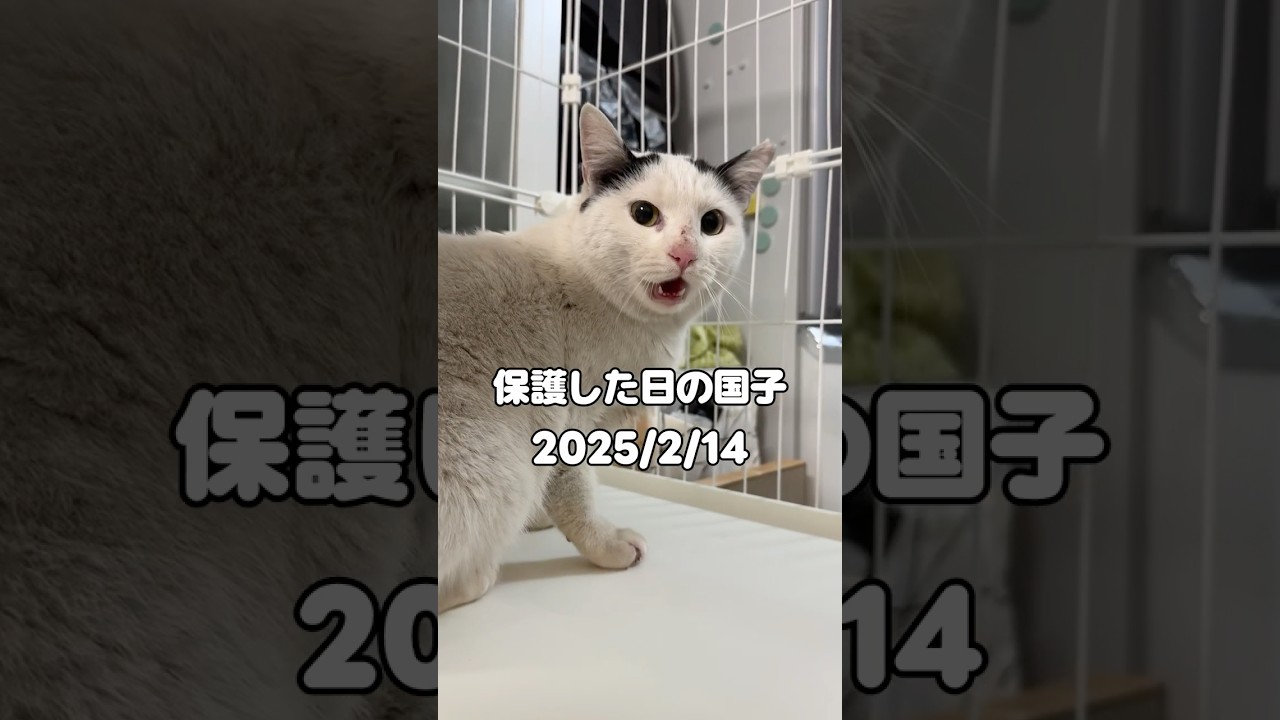 The year it took for a ragged stray cat to become a house cat