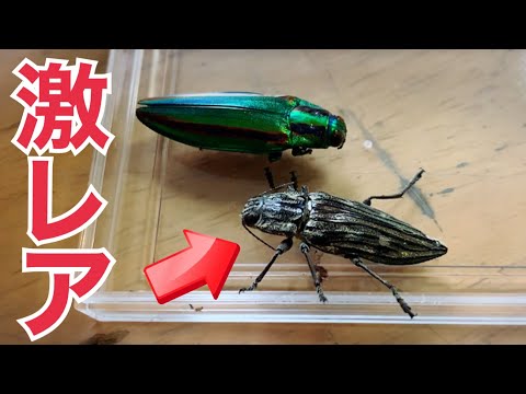 激レア】玄関開けたら幻の甲虫が飛んできた！！【ウバタマムシ準絶滅