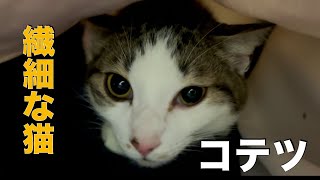 繊細な猫のコテツ - YouTube