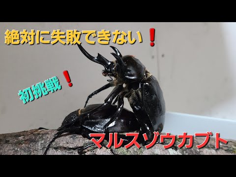 昆虫飼育】全く参考にならないマルスゾウカブト❗ペアリング～産卵