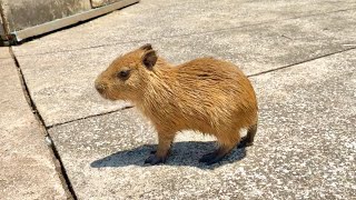 Relaxing capybara 💛 I love capybaras［JAPAN］ - YouTube