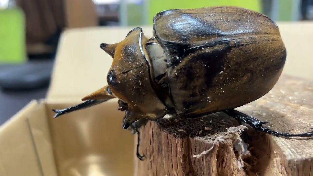 エレファスゾウカブトのペアリング風景 - YouTube
