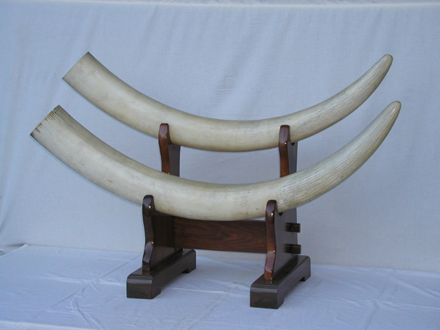 0376 象牙の原木 アフリカ象 本象牙 2本(一対)と飾り台(2段、紫檀製