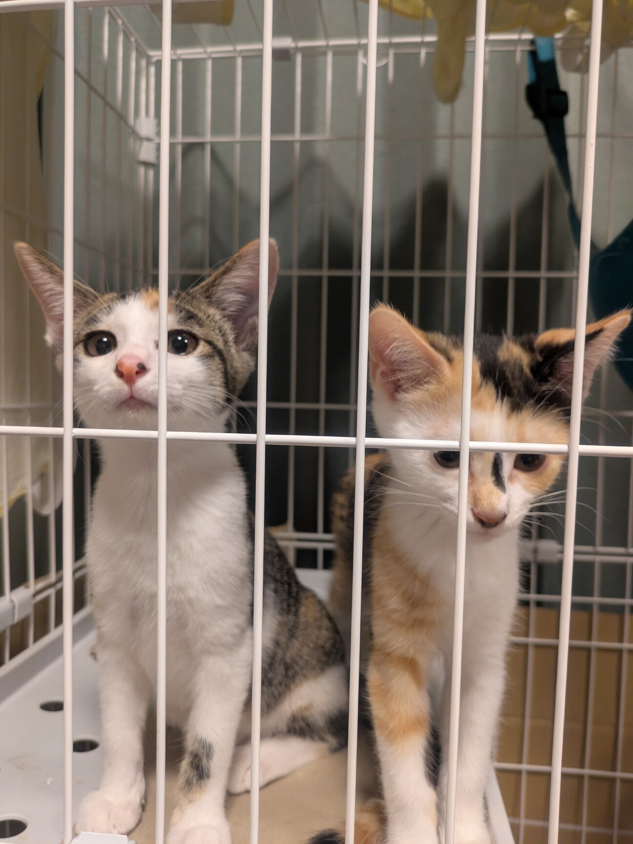 相談中】三毛猫の女の子」福島県 - 猫の里親募集(521179) :: ペット