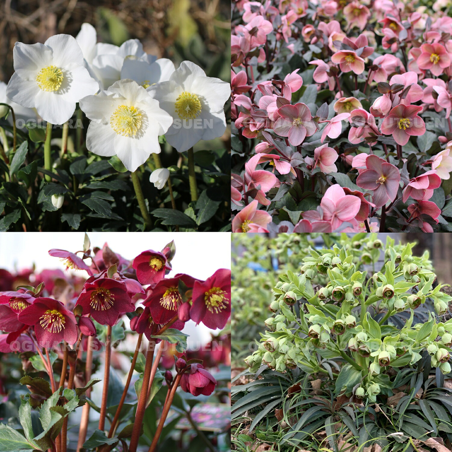 原種　クリスマスローズ 苗　クリロー　希少　クリスマスローズ　花苗 Amazon.co.jp: クリスマスローズ 