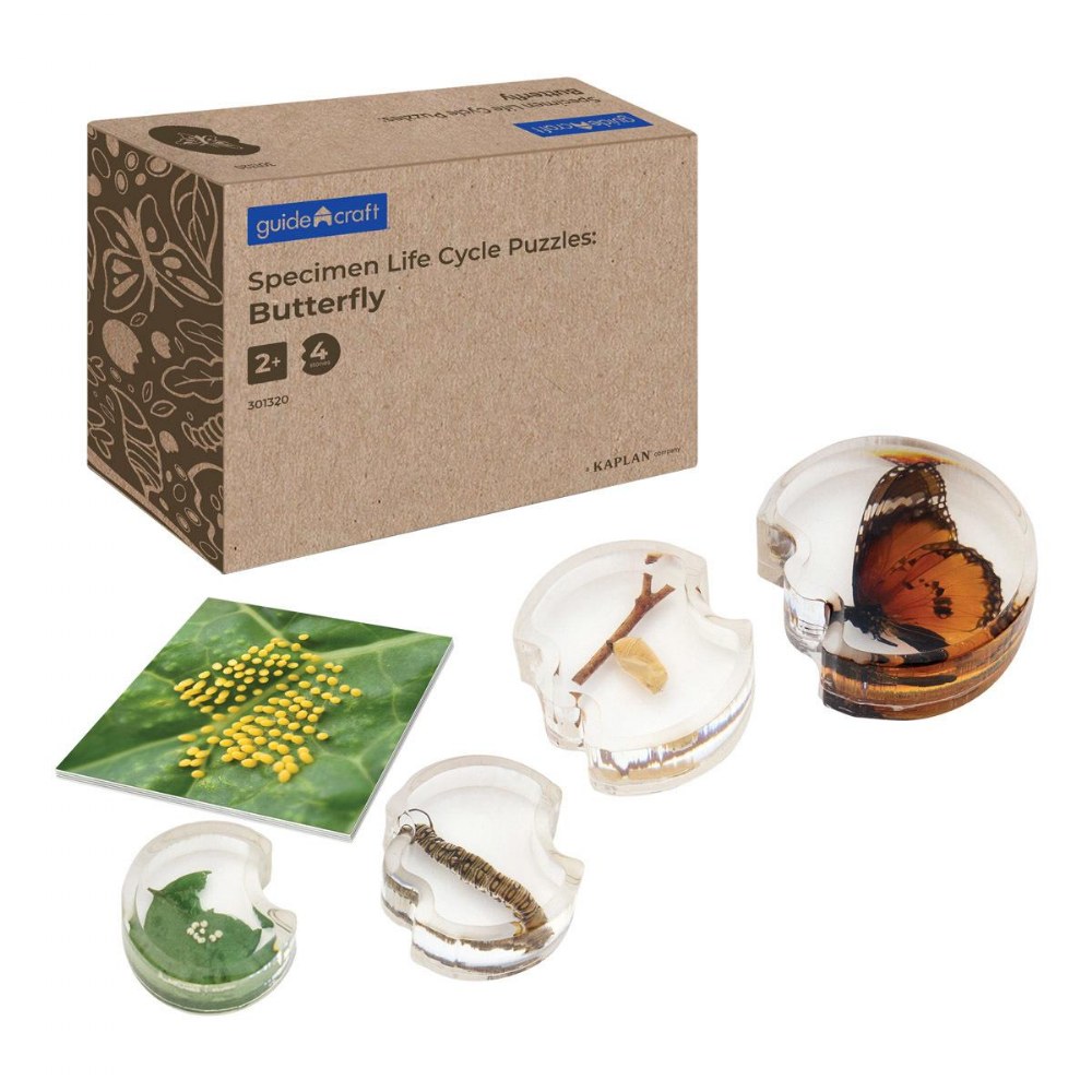 Specimen Life Cycle Puzzle - Butterfly