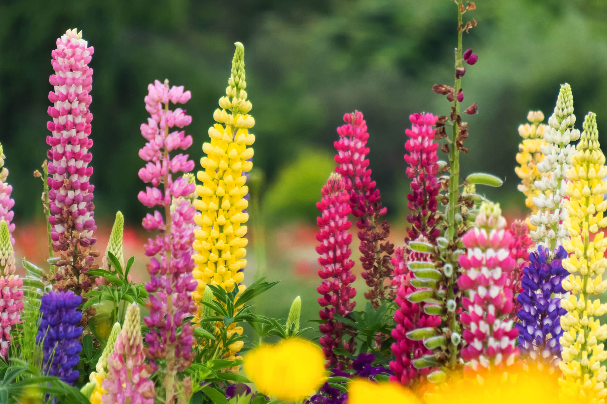 365日の誕生花・花言葉 一覧 ｜11月の誕生花｜花キューピット