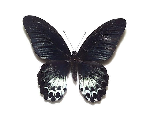 テンジクアゲハ♂標本☆ 南インド産☆美麗標本・鮮やかな発色 111mm