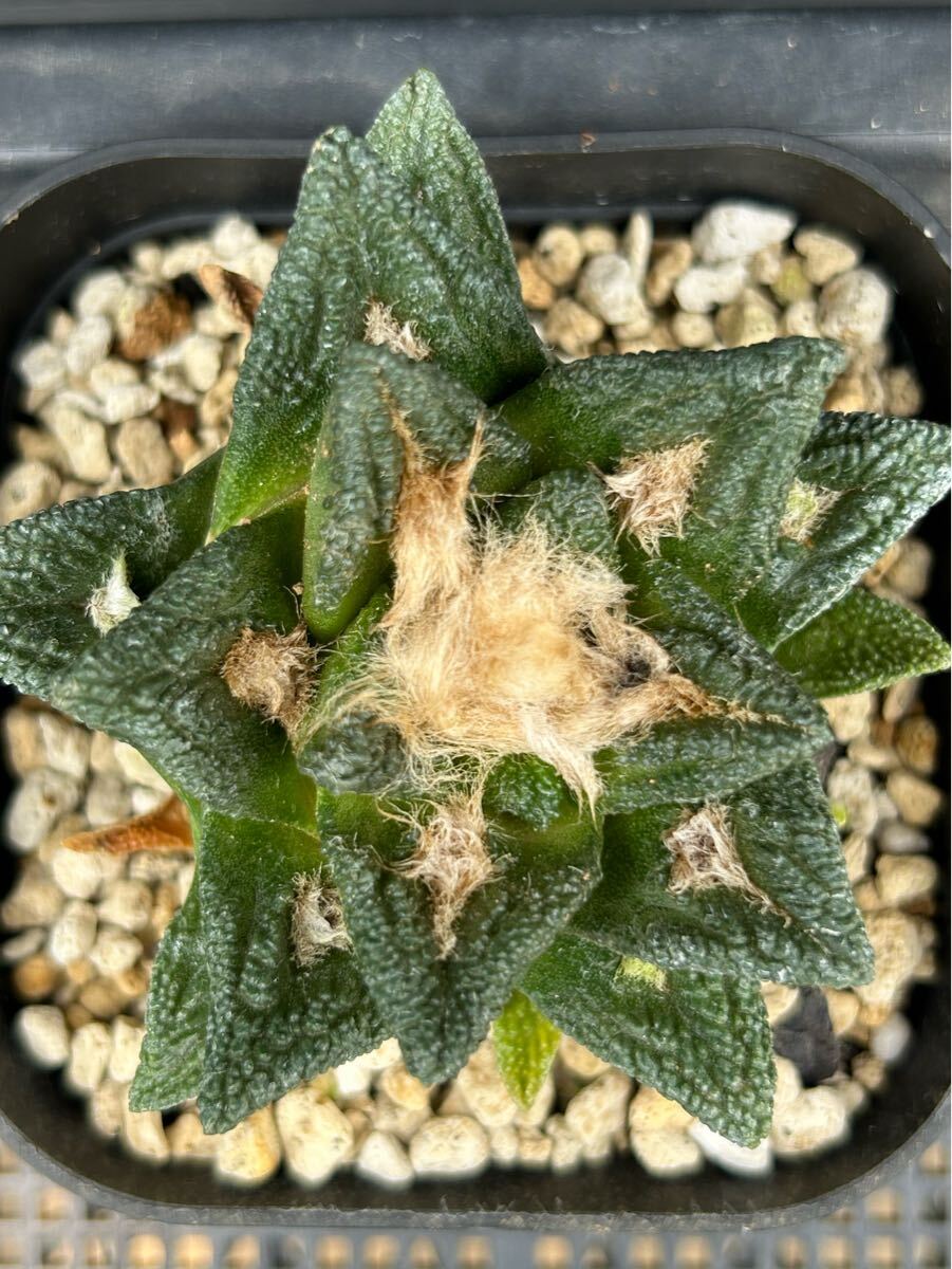 サ*生様 亀甲牡丹ヒントニー 国内実生 鉢植え メルカリ便送料込み サ*