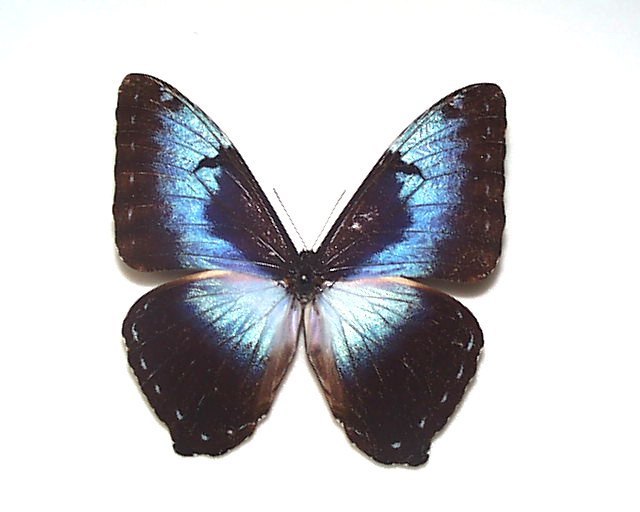 タカネクジャクアゲハ ♀標本 ☆四川省・中国産☆88mm貴重♀美麗標本
