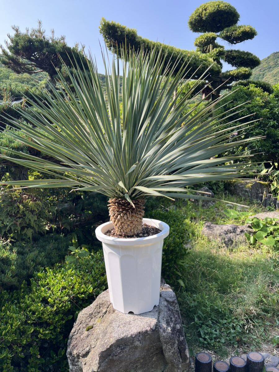 ユッカ ロストラータ 【24-269】美形 シルバーブルー 【公式通販】