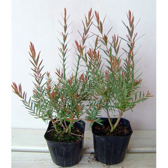 園芸ネット本店｜メラレウカ：レッドジェム3号ポット2株セット の通販