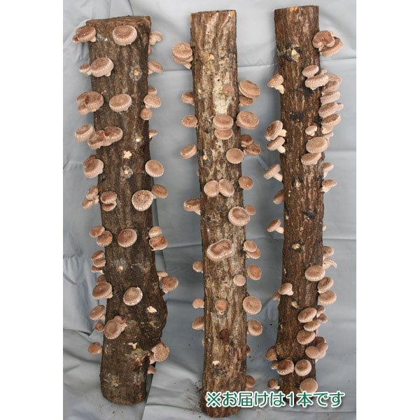 園芸ネット本店｜ホダキング（しいたけホダ木オガ菌完熟90cm）1本 の