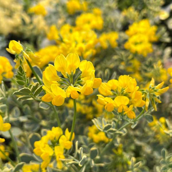 園芸ネット本店｜コロニラ：バレンティーナ・バリエガータ（斑入り