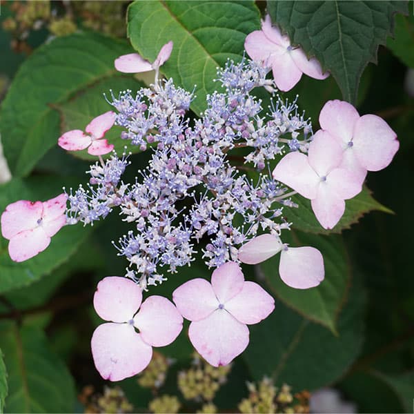 園芸ネット本店｜ヤマアジサイ：アマチャ（甘茶）3-3.5号ポット の通販