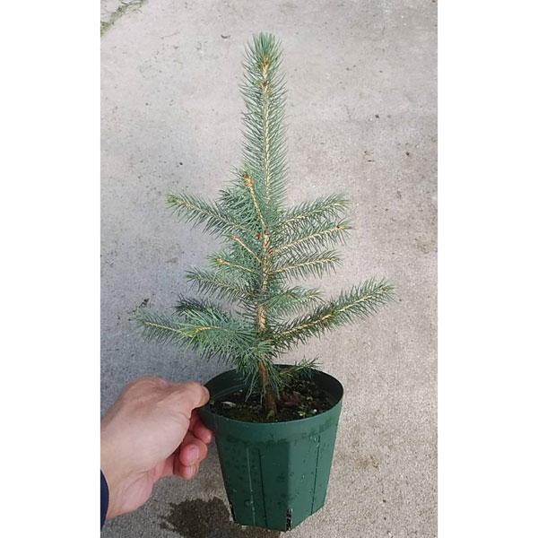 園芸ネット本店｜ピセア （プンゲンストウヒ）スーパーブルーシード