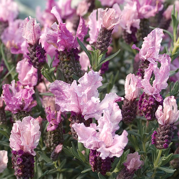 園芸ネット本店｜フレンチラベンダー：スイートベリーラッフルズ 4号