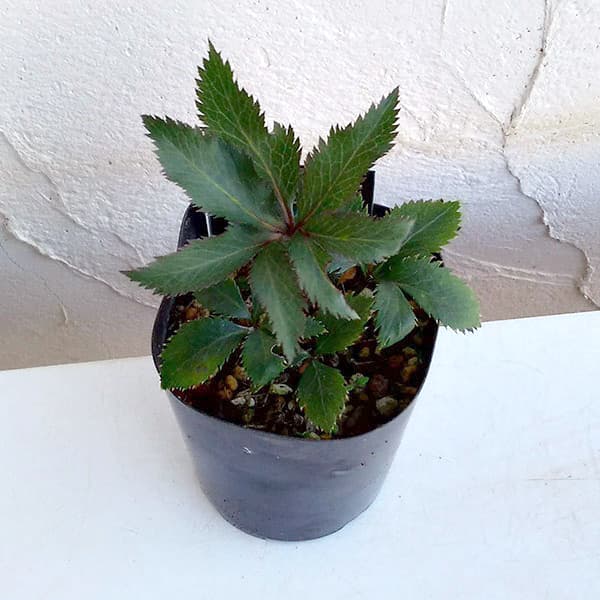 園芸ネット本店｜クリスマスローズ（原種）：リグリクス3号ロング