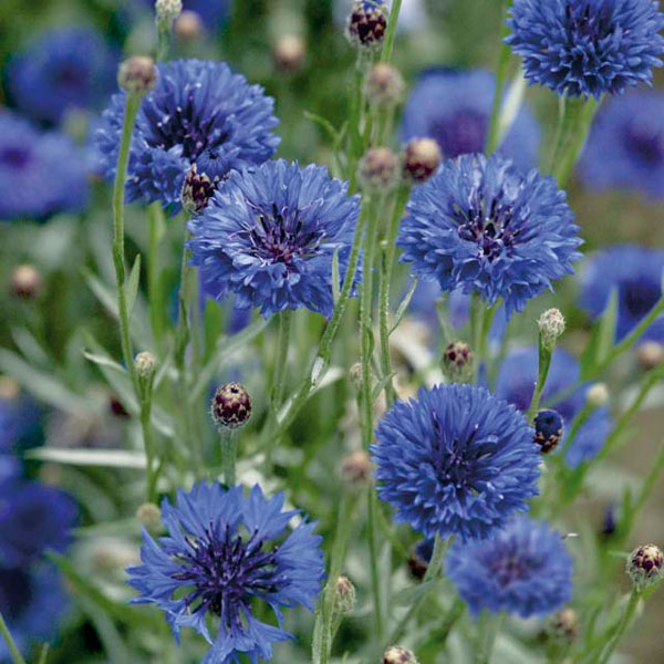 園芸ネット本店｜ヤグルマギク（矢車草）：ブルー4号ポット の通販【公式】