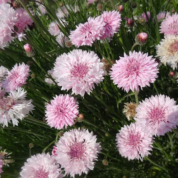 ♢矢車草ページです♢ ヤグルマギク（矢車菊）（セントーレア