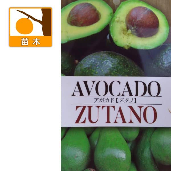 園芸ネット本店｜アボカド：ズタノ5号ポット（接木苗） の通販【公式】