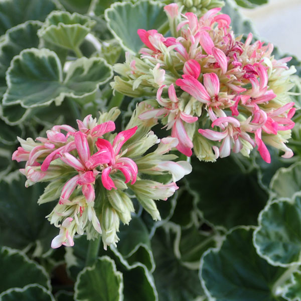 園芸ネット本店｜ゼラニウム：星咲きホワイトリング4号鉢植え の通販