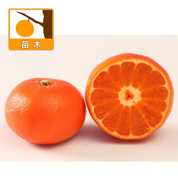 園芸ネット本店｜みはや4～5号ポット の通販【公式】