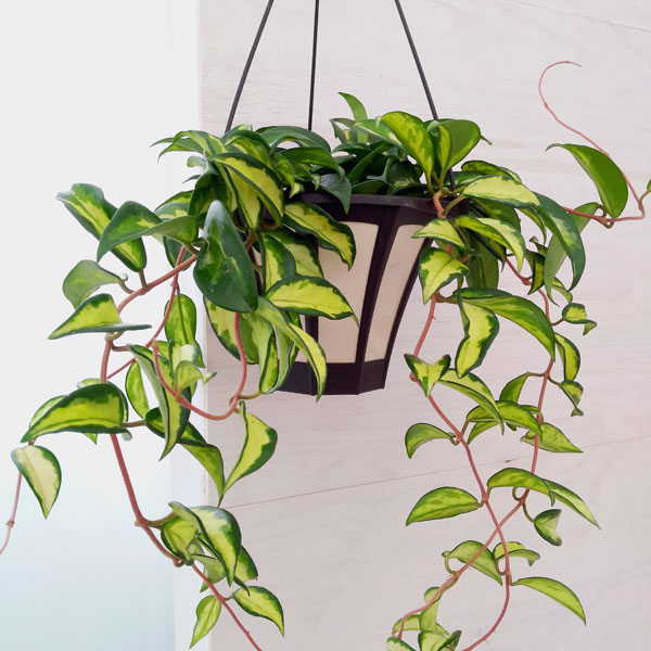 園芸ネット本店｜ホヤ：カルノーサ エキゾティカ 5号吊り鉢* の通販