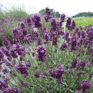 園芸ネット本店｜ラベンダー：ラバンス ディープパープル3号ポット の