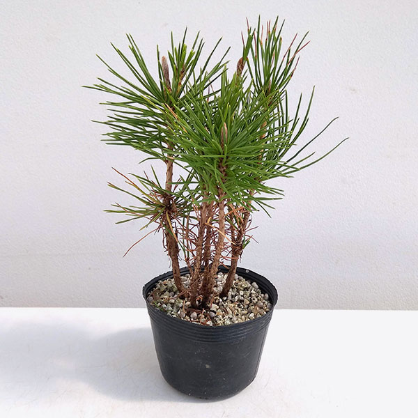 園芸ネット本店｜三河黒松寄せ（数株の寄せ植え）3号ポット の通販【公式】
