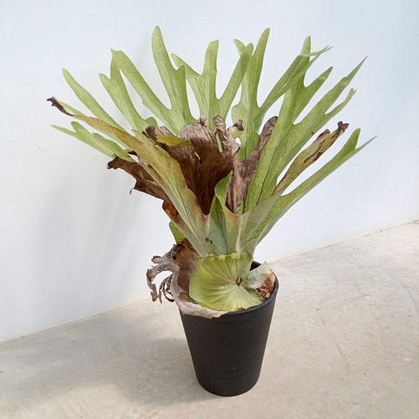 園芸ネット本店｜ビカクシダ（コウモリラン）：スパーバム 8号22-04 の